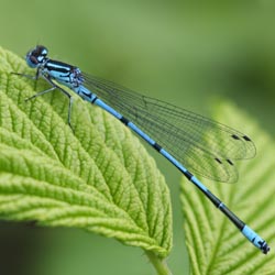 Coenagrion puella